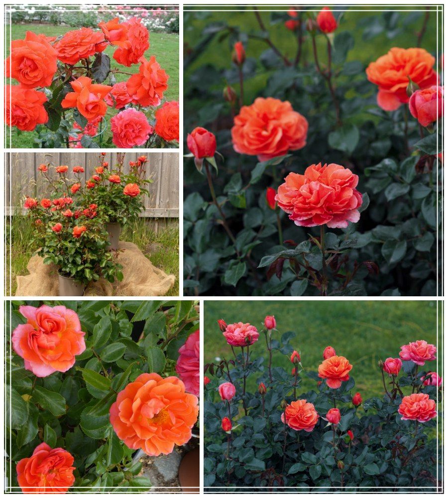 Theodor Fontane róże rabatowe 